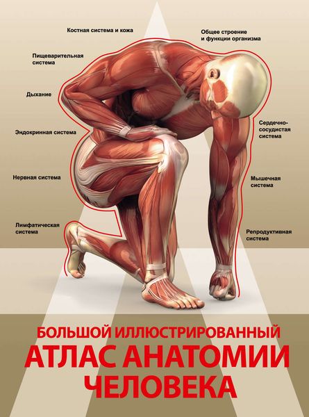 Обложка книги  «Большой иллюстрированный атлас анатомии человека»