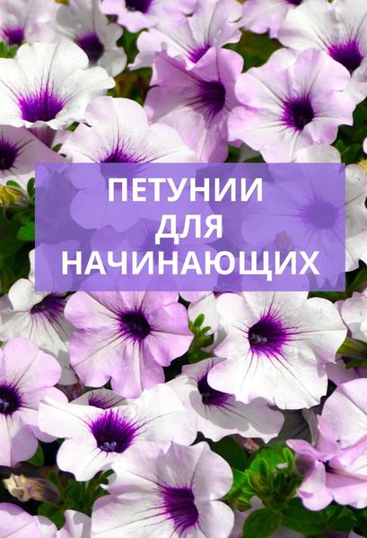 Обложка книги «Петунии для начинающих»