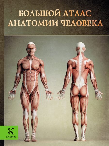 Обложка книги  «Большой атлас анатомии человека»