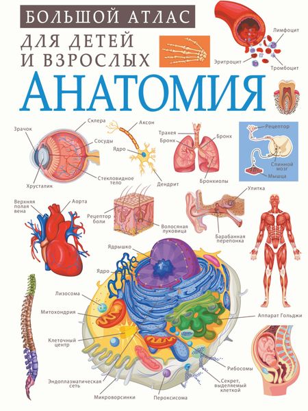 Обложка книги  «Анатомия»
