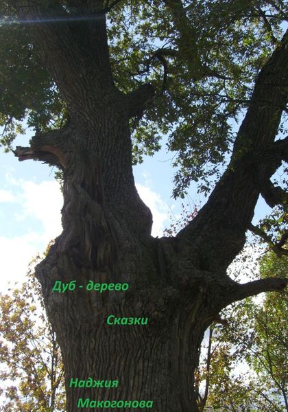 Обложка книги  «Дуб-дерево»