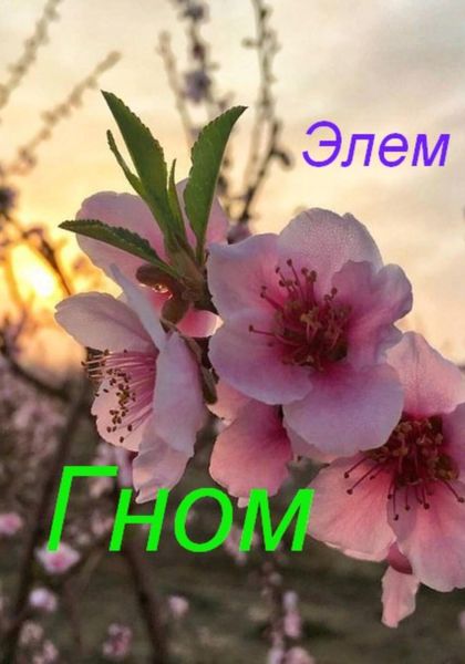 Обложка книги  «Гном»