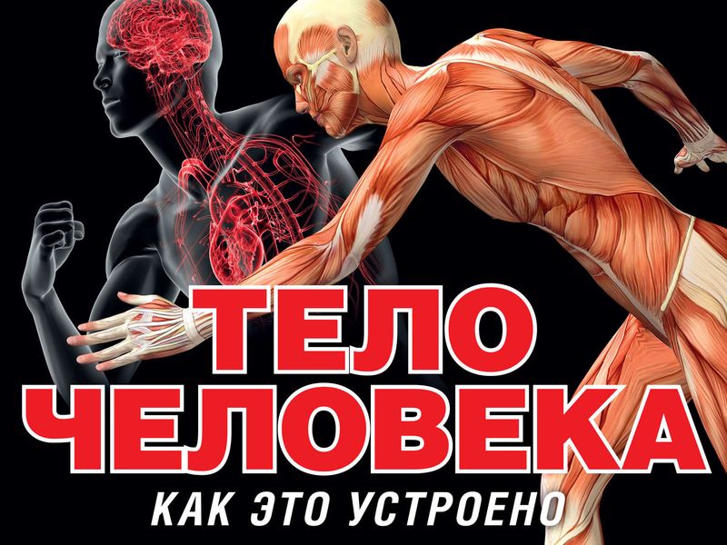 Обложка книги  «Тело человека»