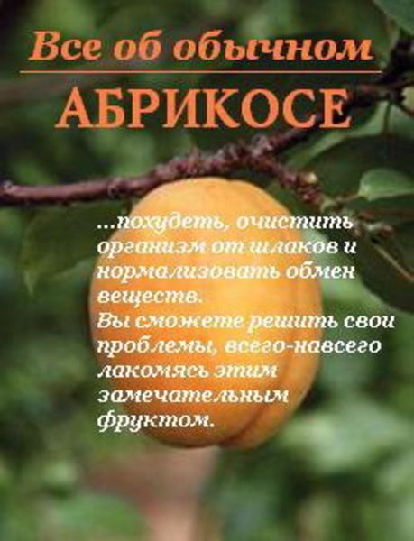 Обложка книги  «Все об обычном абрикосе»
