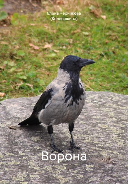 Обложка книги  «Ворона»