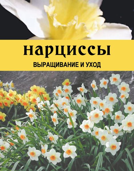 Обложка книги  «Нарциссы. Выращивание и уход»