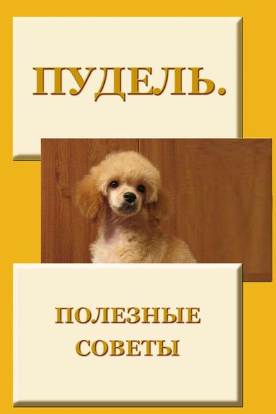 Обложка книги  «Пудель. Полезные советы»