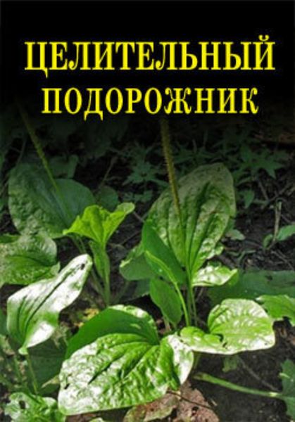 Обложка книги  «Целительный подорожник»
