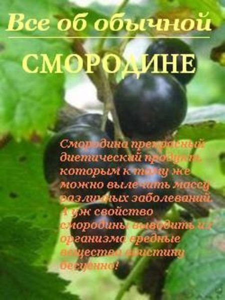 Обложка книги  «Все об обычной смородине»