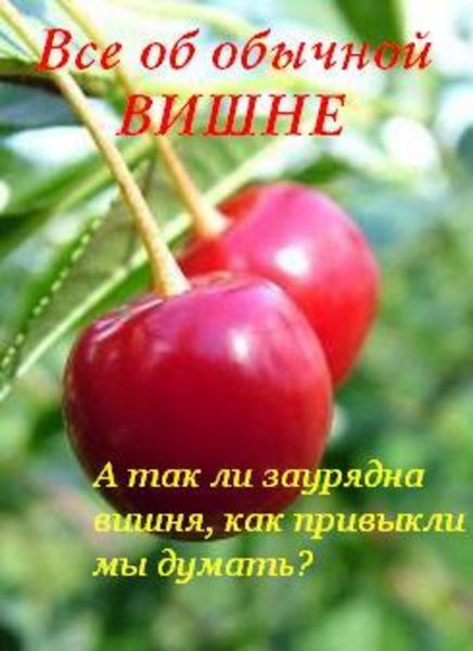 Обложка книги  «Все об обычной вишне»
