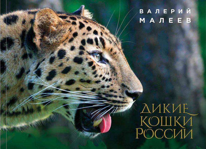 Обложка книги  «Дикие кошки России»