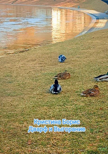 Обложка книги  «Дварф и выгорание»