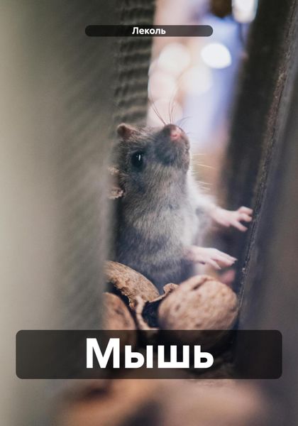 Обложка книги  «Мышь»