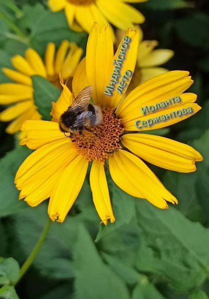 Обложка книги  «Индийское лето»