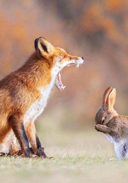 Обложка книги  «Маленький белый заяц Динь»