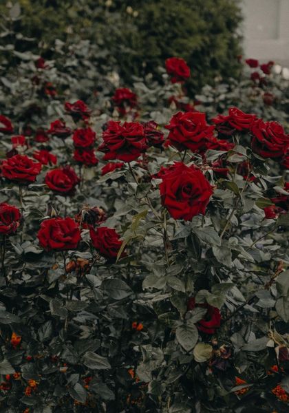 Обложка книги  «Розарий»