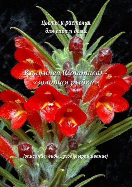 Обложка книги  «Колумнея (Columnea) – «золотая рыбка»»