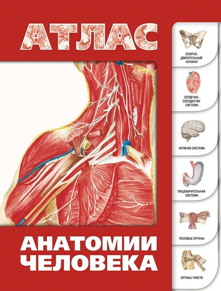 Обложка книги «Атлас анатомии человека»